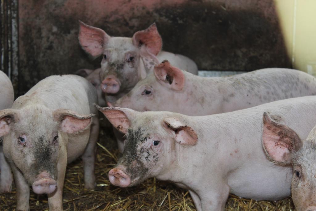 Willa Societa Agricola F.Lli Angelucci Cannara Zewnętrze zdjęcie