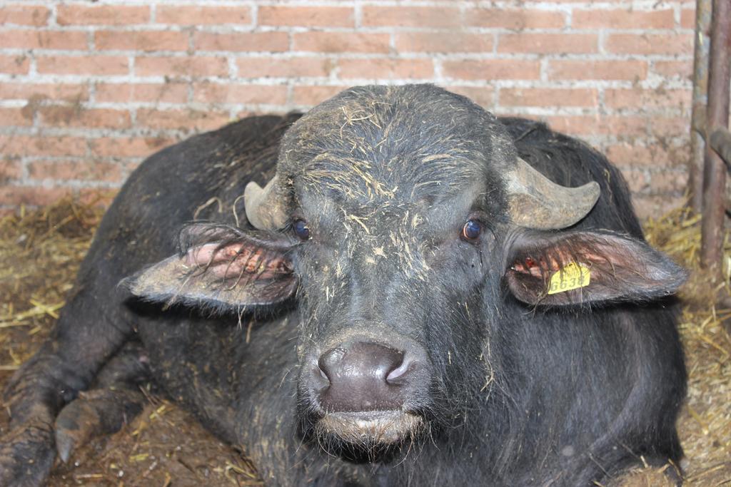 Willa Societa Agricola F.Lli Angelucci Cannara Zewnętrze zdjęcie